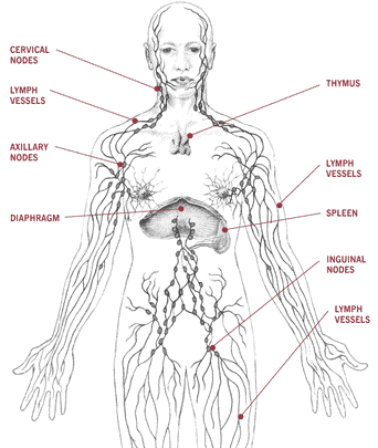 Lymphatic System Image